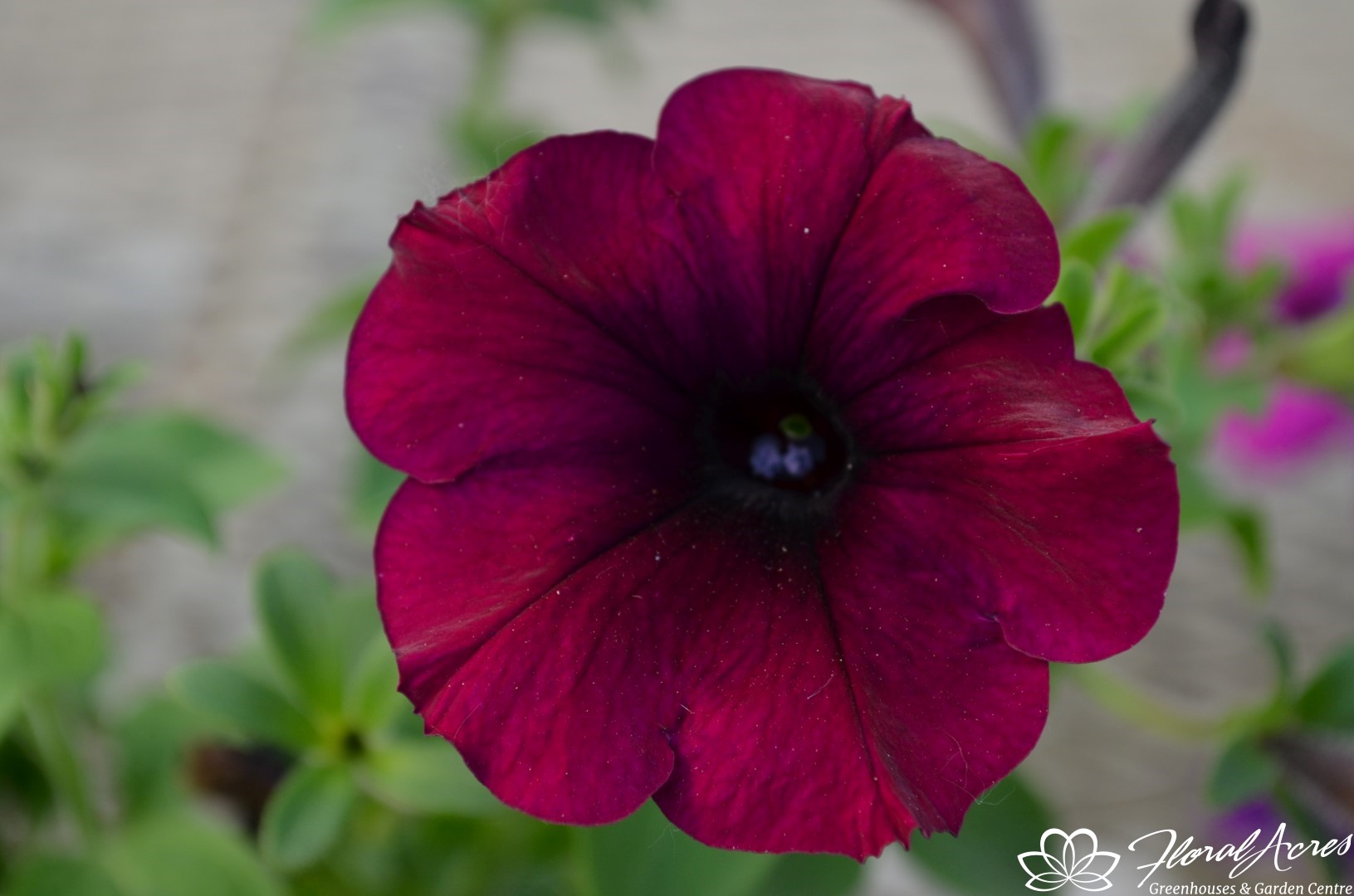 Petunia Easy Wave Velour Burgundy | Floral Acres